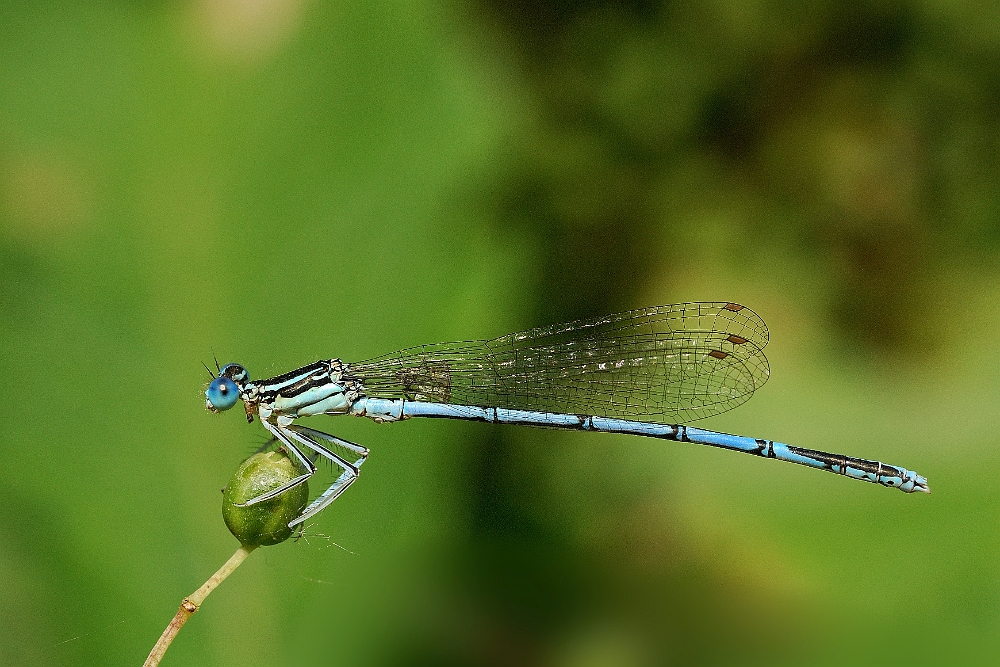 Erythromma lindenii 2.jpg